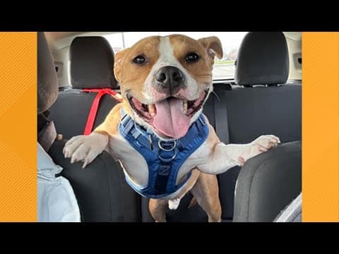 Pets of the Week: 5-4-2025