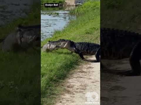 Gator carries large fish in its mouth while crossing road