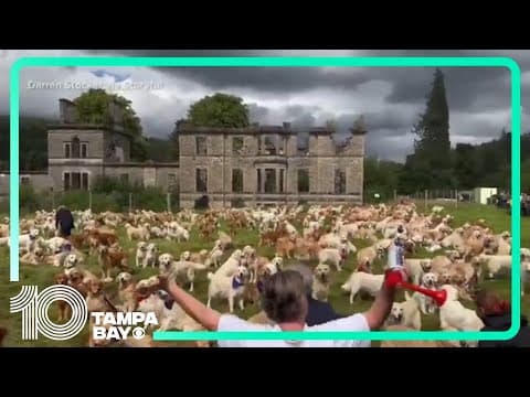 Hundreds of Golden Retrievers congregate at celebration of the breed's founding in Scotland