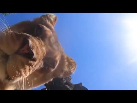 Lions steal hidden camera at Oregon Zoo