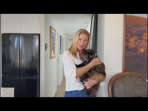 Cat becomes a frequent flier after being left in the cargo hold of a plane