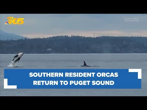 Southern resident orcas return to Puget Sound