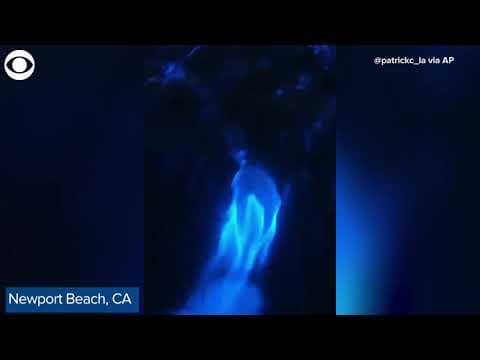 Dolphins glow as they swim through blue bioluminescent waters in California