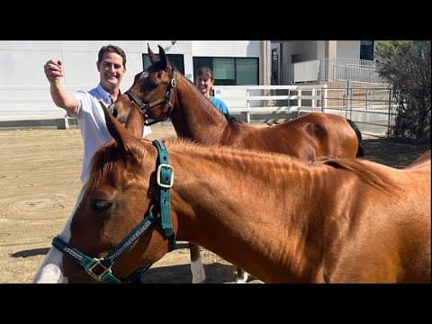 Miracle horse twins celebrate 15th Birthday at Helen Woodward Animal Center