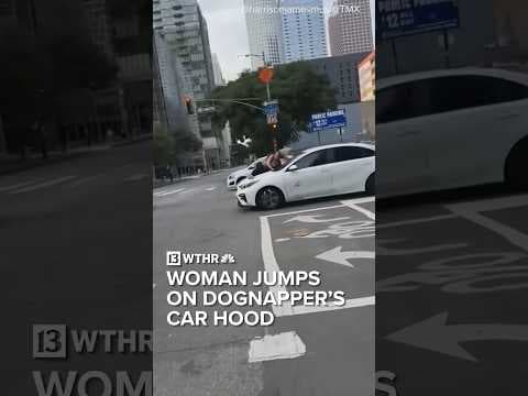 Dog owner jumps on dognapper’s car trying to escape
