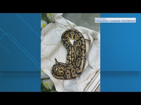 Python caught at In-N-Out drive-thru