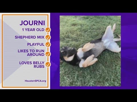 Pawfect Match: Meet Journi