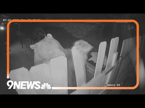 Bear tears up fence in Evergreen