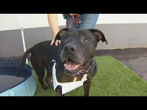 Disaster preparation and heat tips for your pets