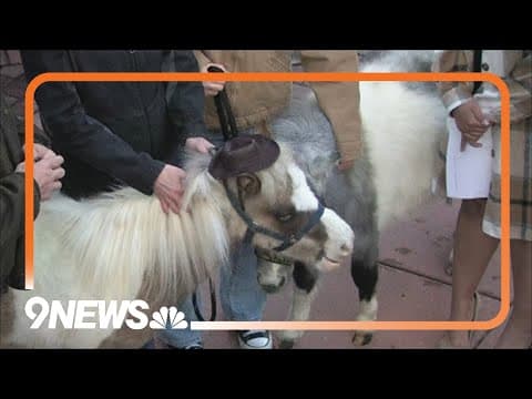 Miniature horses spread the word about the Rocky Mountain Horse Expo