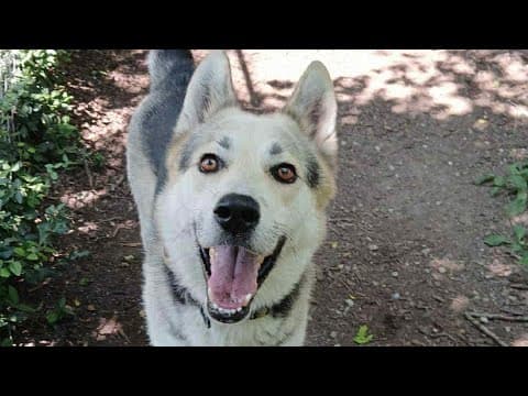 Pets of the Week: 10-11-2025