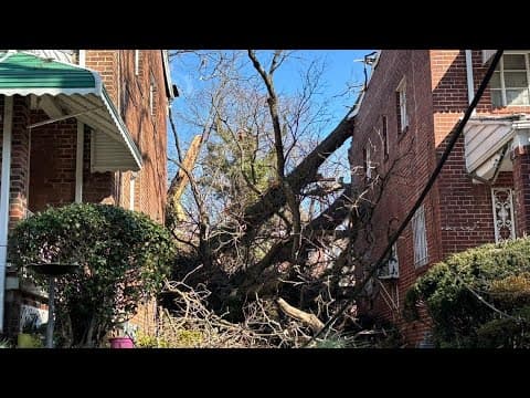 Tree falls on top of homes in SE DC