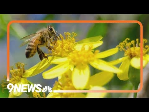 How 'No Mow May' can help pollinators