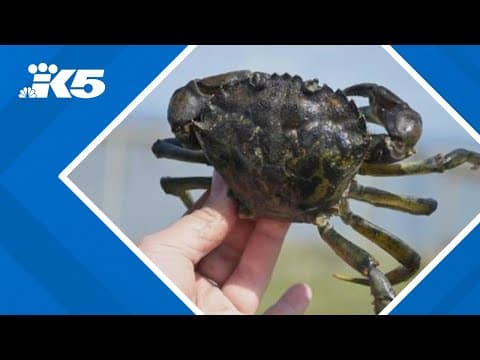 Invasive crab species detected in new area of Washington coast