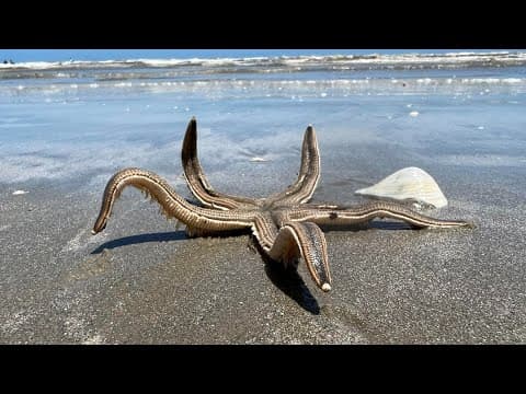Massive starfish spotted strolling along Texas beach