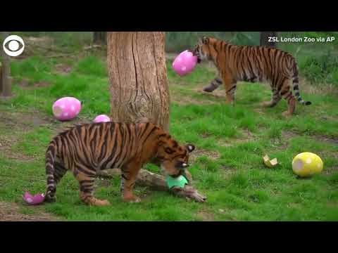 Animals enjoy Easter treats