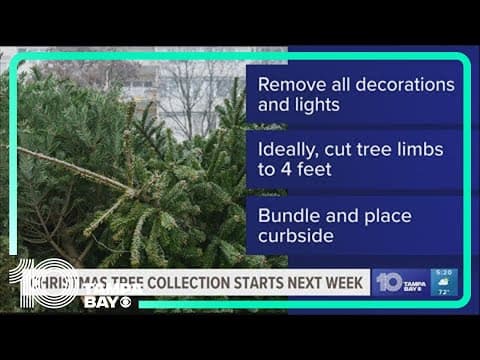 Tampa to start Christmas tree collection next week