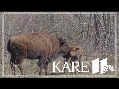 Dakota County's bison herd is growing