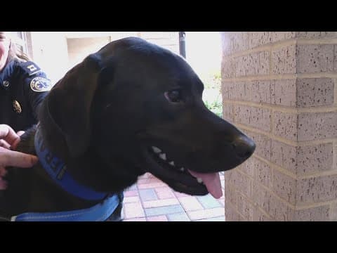 Frank the Mental Health Dog: providing comfort and calm for New Orleans EMS