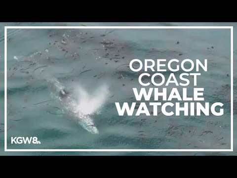 Whale watching week returns at Oregon coast