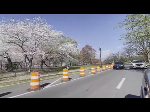 Navigating DC cherry blossom traffic