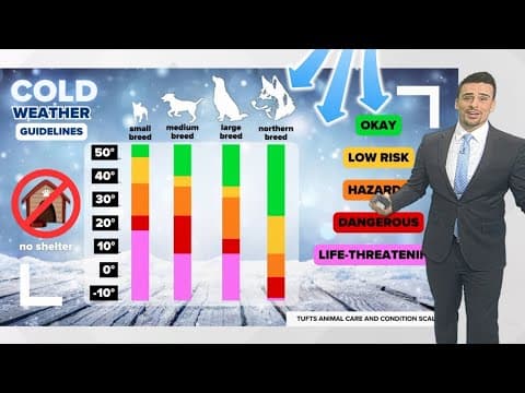 How cold is too cold for your pets during an arctic outbreak (based on breed) | Outside the Forecast