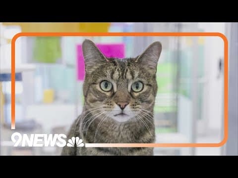 Foothills Animal Shelter upgrades its cat adoption center