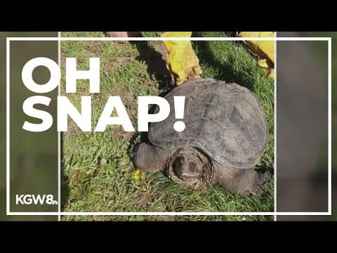 Large illegal snapping turtle found wandering in Harrisburg