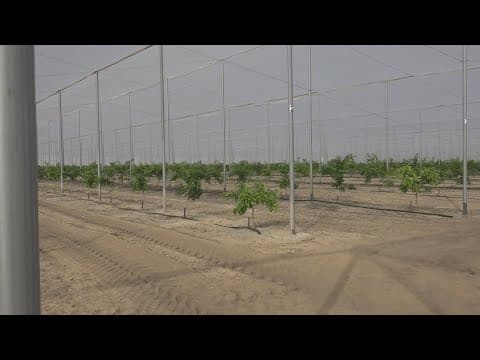 Growing more with less: New method beats disease plaguing Florida citrus trees