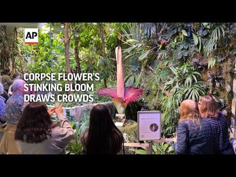 Corpse flower’s stinking bloom draws crowds in San Francisco