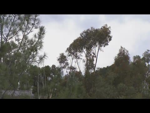 Wind rips through San Diego as the region is hit with morning rain