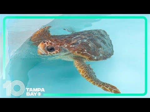 Two rehabilitated sea turtles make their way back into the ocean