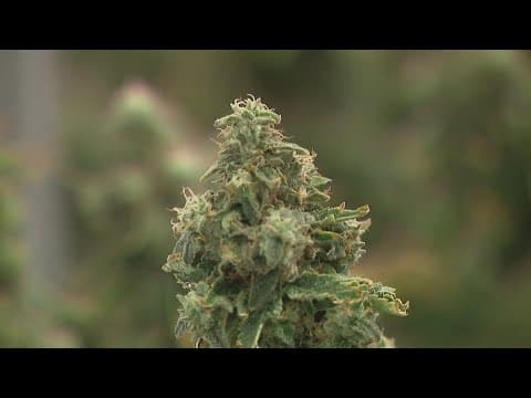 New Ohio bill looks to increase sales tax on recreational marijuana