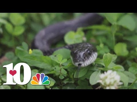 Zoo Knoxville tracking gray ratsnakes to understand their behavior