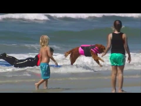 Paddle out tribute to surf dog Ricochet at 8th Annual ‘Surf Away SMA’ event
