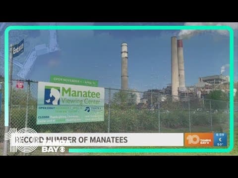 Record number of manatees huddle together at TECO viewing center