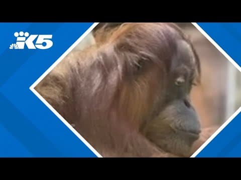 First orangutan birth in over three decades could happen at Woodland Park Zoo
