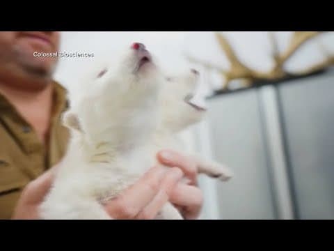 Company claims to have resurrected Dire Wolves