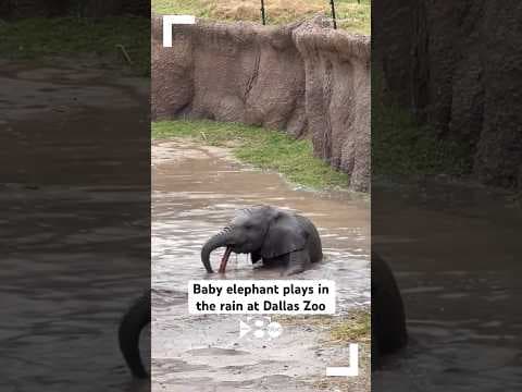 Baby elephant plays in the rain and water at Dallas Zoo