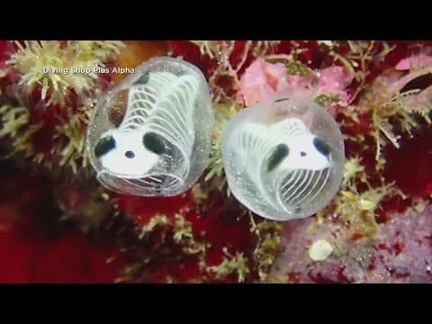 New fish species discovered in Japan