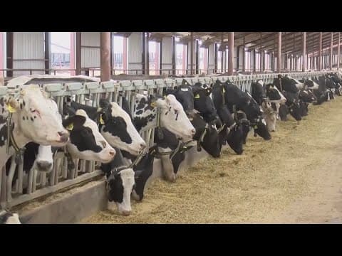 Bird flu case detected at cattle herd in northern Ohio