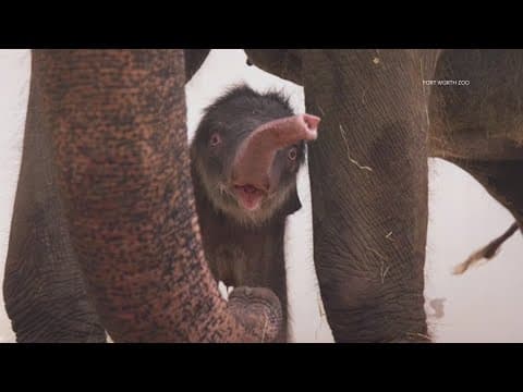 Fort Worth Zoo announces birth of female Asian elephant calf