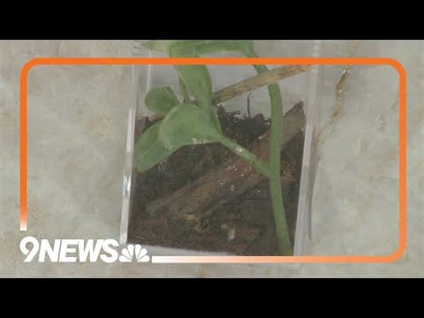 Butterfly Pavilion opens invertebrate exhibit