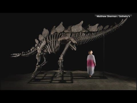 World's largest stegosaurus up for auction