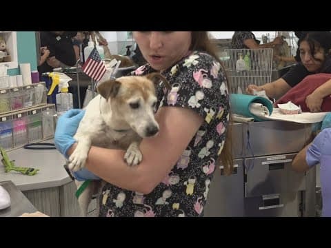 San Diego top city in US for fleas | Ways to protect your pets
