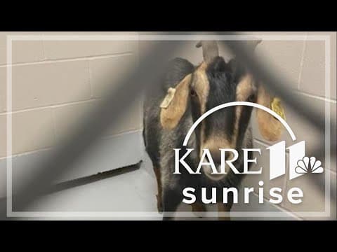 Deputy channels inner cowboy to corral fugitive goat