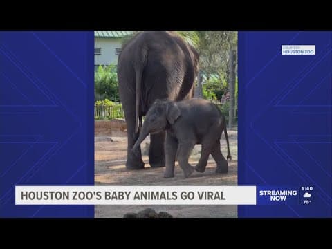 Baby animals at the Houston Zoo go viral