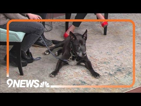 Petline9: Senior dogs still need forever homes