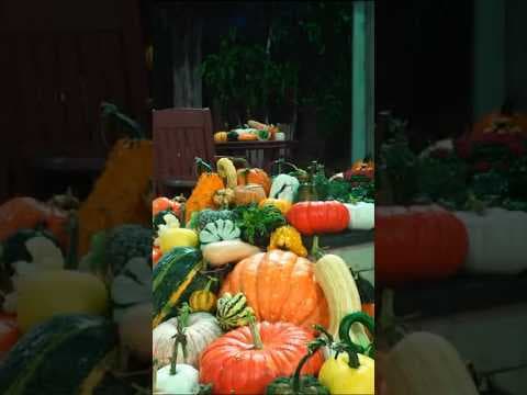 The KARE 11 backyard is looking gourd!