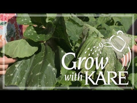 Grow with KARE | Powdery mildew